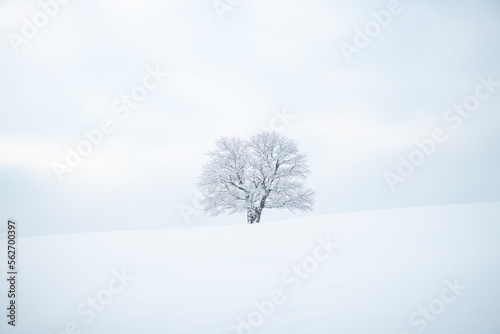 Historic monumental tree covered in snow and a pure untouched snow field. Minimalism in nature. Soft light. Alone tree. Kozlovice Beskydy, Czech Republic