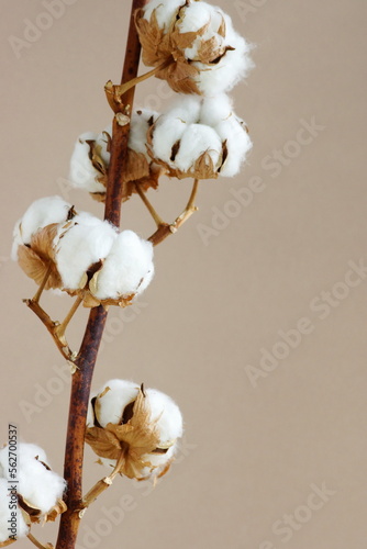 cotton flowers branch on beige  background . poster. Minimal floral card.Botanical print