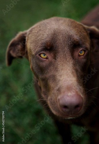A brown dog in Kingdom City, Missouri