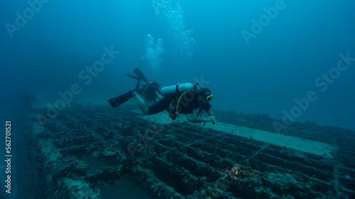 Wallpaper Mural couple of divers exploring a wreck ship Torontodigital.ca