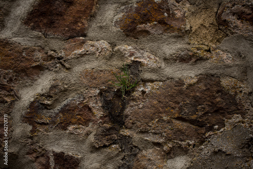 A small patch of grass growing on a stone wall. Rhoen Mountains, Germany