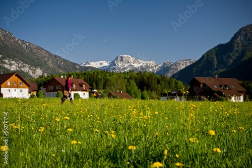 A woman walks through an alpine meadow covered in yellow flowers in the town of St. Agatha in the Salzkammergut region of Austria. photo