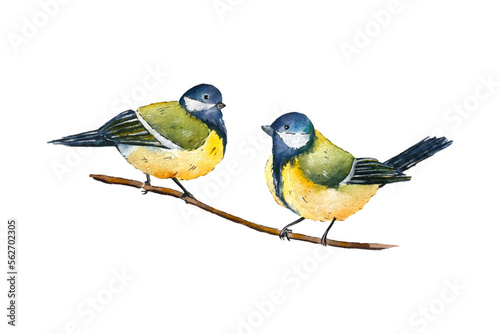 Watercolor drawing of two birds sitting on a branch. Watercolor parus.
