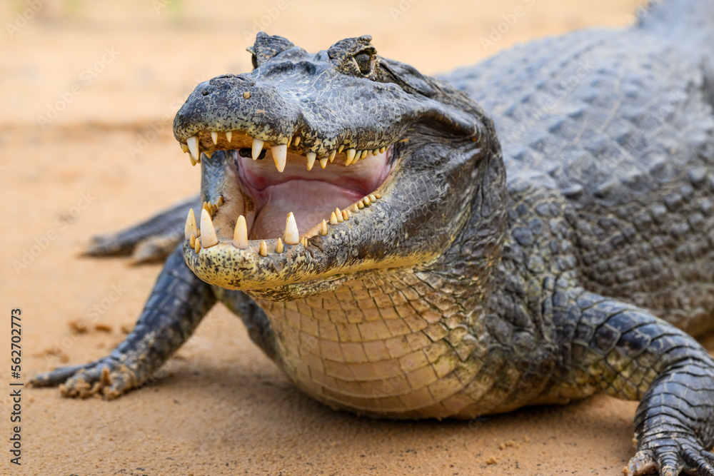 Fototapeta premium Caiman with open mouth sunbathing on the river's sandbank, closeup portrait in Pantanal, Brazil