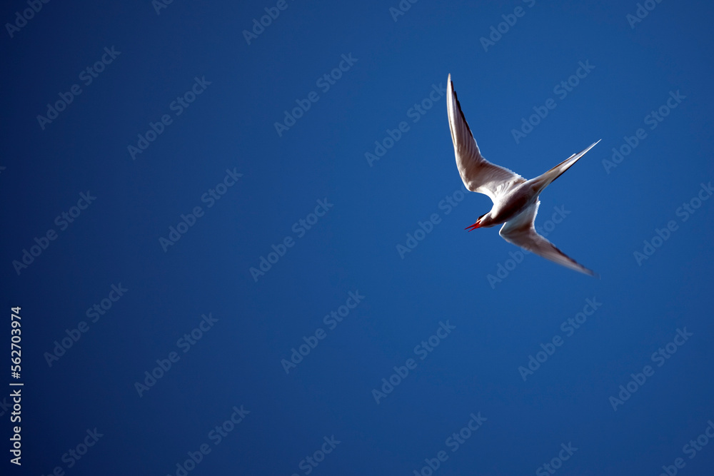 Fototapeta premium Arctic tern, Sterna Paradisaea near Humboldt Glacier, Greenland.