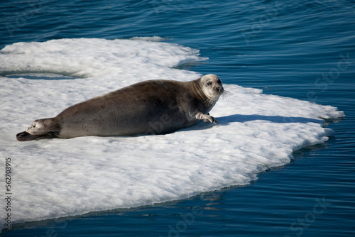 Bearded Seal, Erignathus barbatus or square flipper seal in Kane Basin, near Humboldt Glacier, North West Greenland
