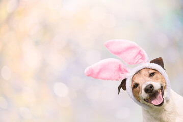 Bright Easter background with happy smiling dog wearing bunny ears costume