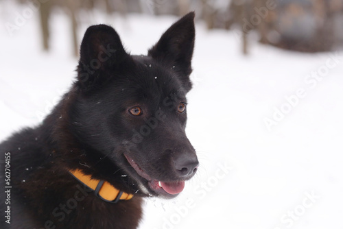 black puppy closeup photo on white snow background