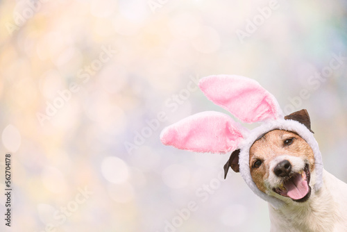 Bright Easter background with happy smiling dog wearing bunny ears costume