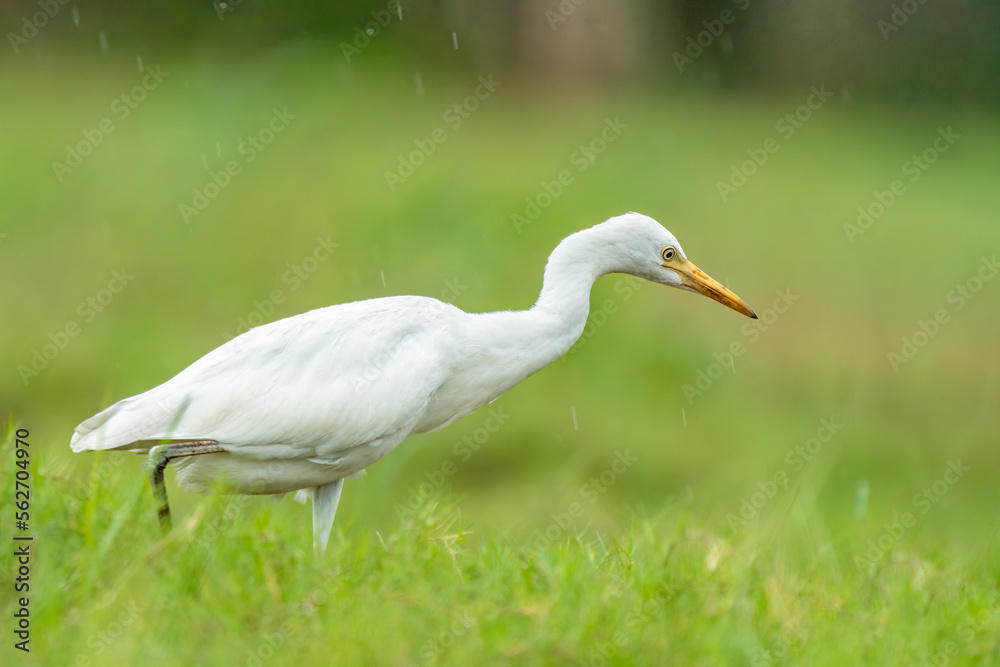 Close-up of a walking cattle egret (bubulcus ibis) with green background Close-up of a walking cattle egret (bubulcus ibis) with green background