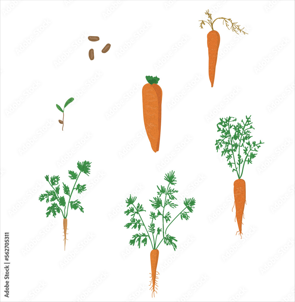 Growth stages of carrot plant. Carrot growing stages vector