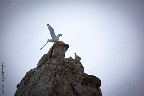 Kittiwakes, Svalbard