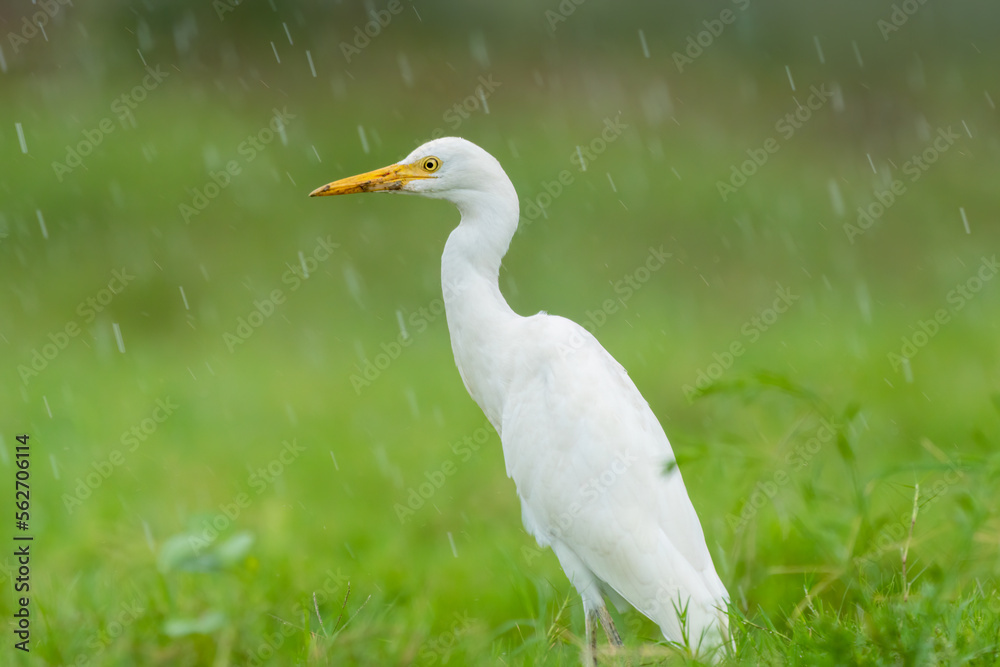 Close-up of a walking cattle egret (bubulcus ibis) with green background Close-up of a walking cattle egret (bubulcus ibis) with green background