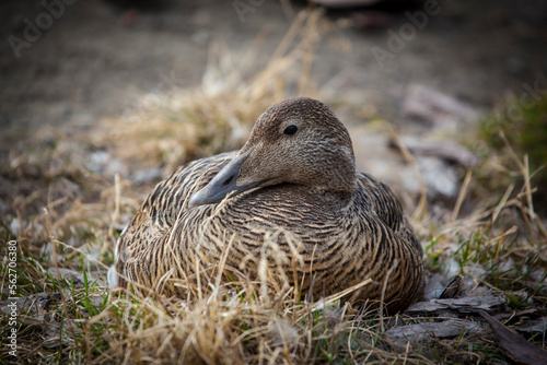 Common Eider Duck
