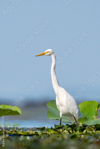 Close-up of a standing great egret