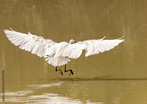 oiseau en Camargue photo