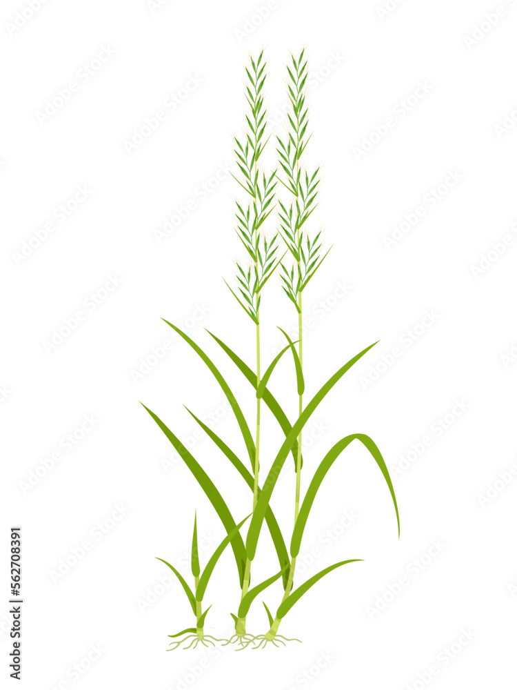 vector illustration, palmarosa or Cymbopogon martinii, isolated on white background.