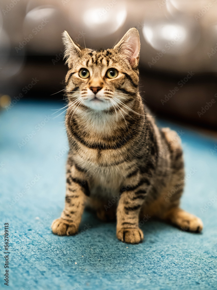 Cute and handsome tabby cat on a blue carpet. The model has tiger style fur and is in relaxed state. Home pet. Selective focus.