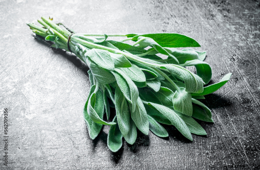 Bunch of fresh salvia.