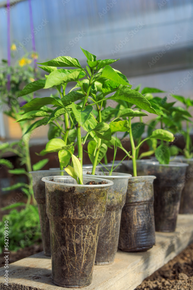 several plastic cups with pepper seedlings in a greenhouse. several plastic cups with pepper seedlings in a greenhouse.