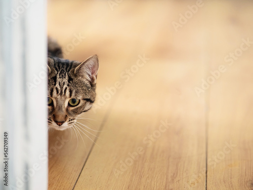 Cute tubby cat looking out behind door frame sitting on a yellow wooden flor. Selective focus.
