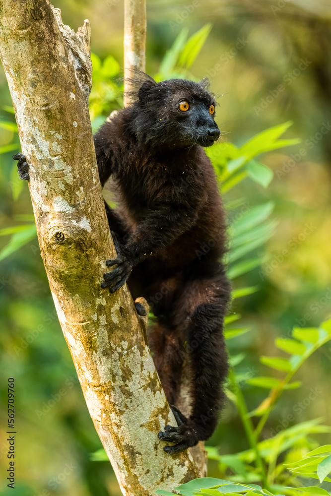 Black Lemur - Eulemur macaco, unique black primate from North Madagascar tropical forests and woodlands. Black Lemur - Eulemur macaco, unique black primate from North Madagascar tropical forests and woodlands.