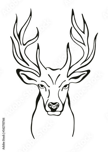 Deer head  hand drawn