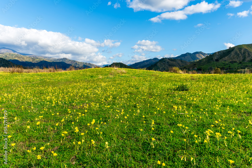 beautiful green meadow with yellow flowers and young spring grass on foreground and amazing mountains on background