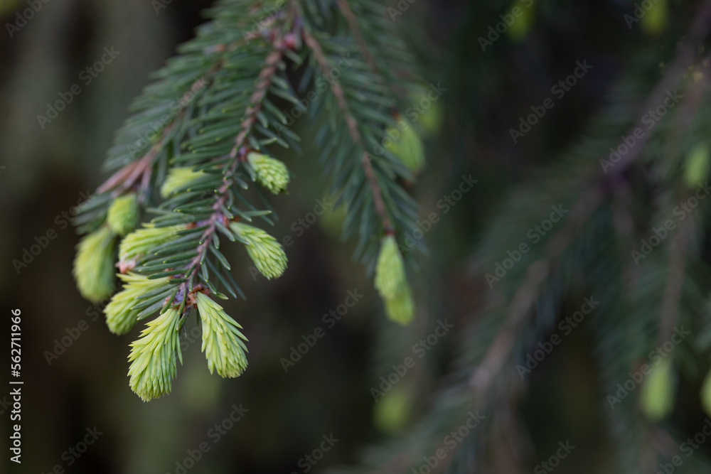 Spruce, coniferous evergreen tree of the Pine family Spruce, coniferous evergreen tree of the Pine family