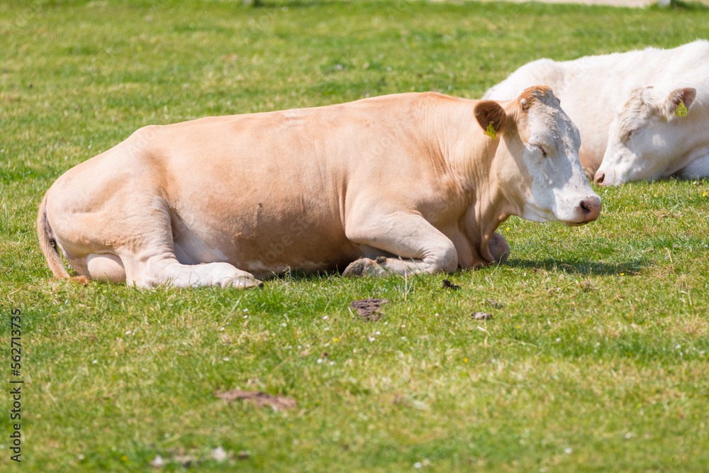 Cattle or livestock is resting and ruminating on a green meadow Cattle or livestock is resting and ruminating on a green meadow