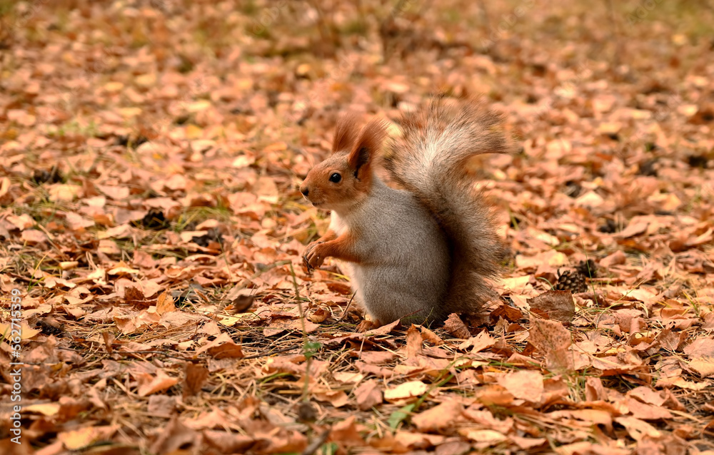 Girl feeds a wild squirrel from her hands, park, forest, day Girl feeds a wild squirrel from her hands, park, forest, day