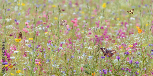 Field with spring flowers and butterflies