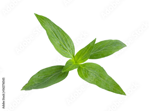 Fresh Kariyat,Andrographis paniculata leaves on transparent png