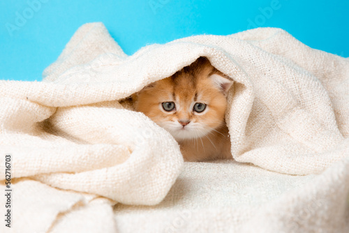 a cute red kitten on a blue background is wrapped in a beige plaid. A fluffy kitten looks into the camera on a blue background, front view. © Olesya Pogosskaya