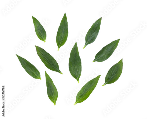 Fresh Kariyat,Andrographis paniculata leaves on  transparent png