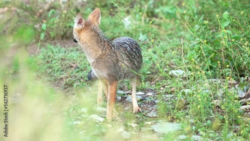 A Pampas Fox (Lycalopex gymnocercus) in natural habitat looking at camera while smelling in a field of flowers during summer,  Merlo, San Luis, Argentina. Slow Motion. photo