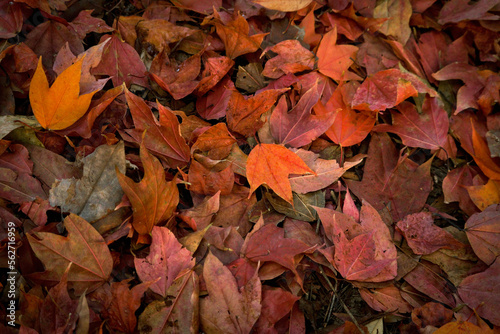 Multicolored maple leaves lie on ground  beautiful red  orange and yellow autumn leaves background on floor. Outdoor colorful background image of Falling season