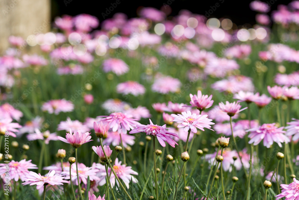 Pink spring daisy flowers with green leaves blooming in the garden background, flower meadow in sunny day, nature floral background in early summer with fresh green grass Pink spring daisy flowers with green leaves blooming in the garden background, flower meadow in sunny day, nature floral background in early summer with fresh green grass