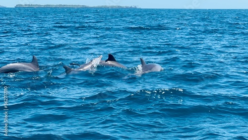 Wasini Dolphins