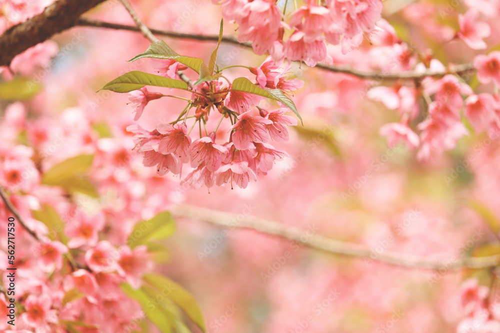 Wild Himalayan Cherry Blossom (Prunus cerasoides Rosaceae) beautiful pink cherry blossoming flower branches on nature outdoors. Pink Sakura flowers of Thailand, dreamy romantic image spring, landscape Wild Himalayan Cherry Blossom (Prunus cerasoides Rosaceae) beautiful pink cherry blossoming flower branches on nature outdoors. Pink Sakura flowers of Thailand, dreamy romantic image spring, landscape