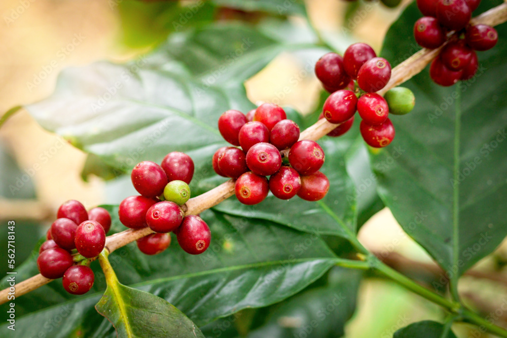 Fresh coffee berry cherry on coffee tree branch in coffee, red Coffee beans ripening on tree in industry agriculture