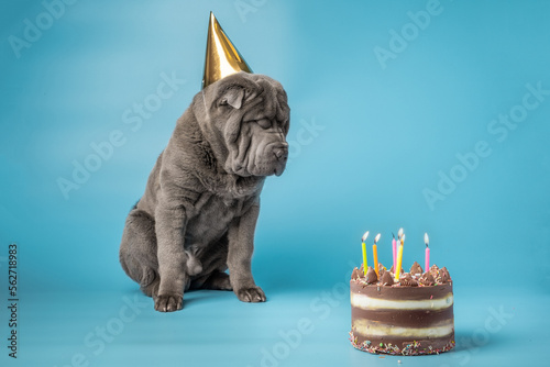 Adorable Shar Pei puppy wearing golden cap on the blue background. Dark grey Sharpei dog celebrating its birthday next to a cake with candles. Birthday party for a dog concept. photo