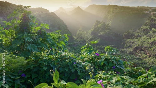 Gimbal sunset shot of lush greenery and flowers of the Canarian island of La Palma. Camera moves between green bushes with purple flowers, mountains at sunset in the background. Nature of Canary photo