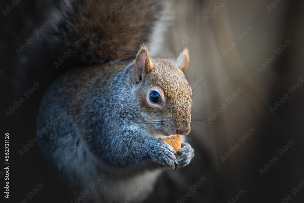 Obraz premium Squirrel in Lond Hyde park