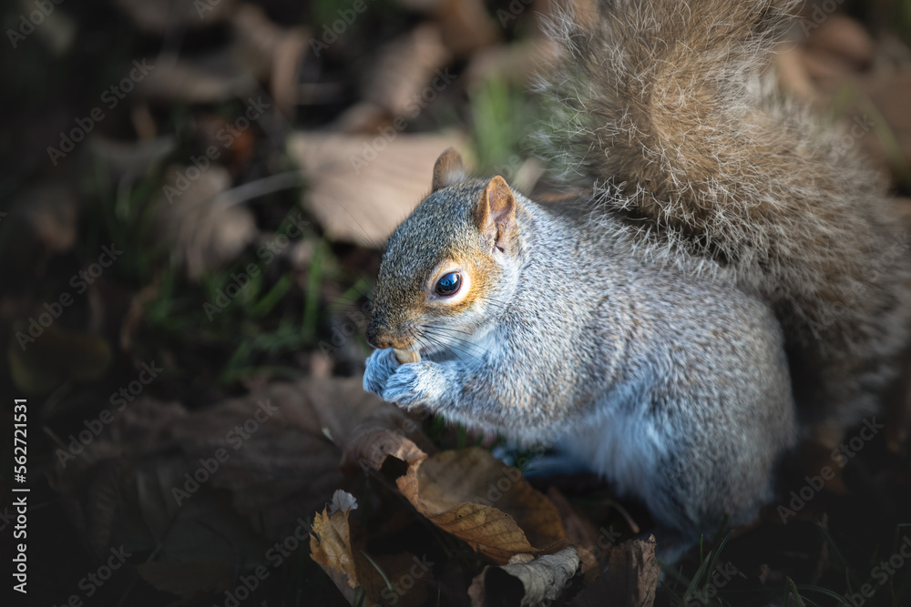 Squirrel in Lond Hyde park Squirrel in Lond Hyde park