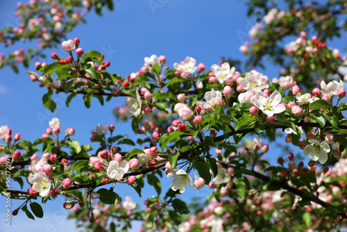 Apple blossom on a branch in spring garden at sunny day. Pink buds with green leaves on blue sky background