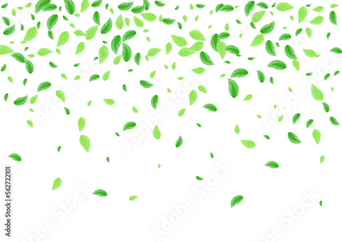 Light Green Sheet Background White Vector. Plant Light Design. Cover Illustration. Green Decoration Card. Leaf Eucalyptus.