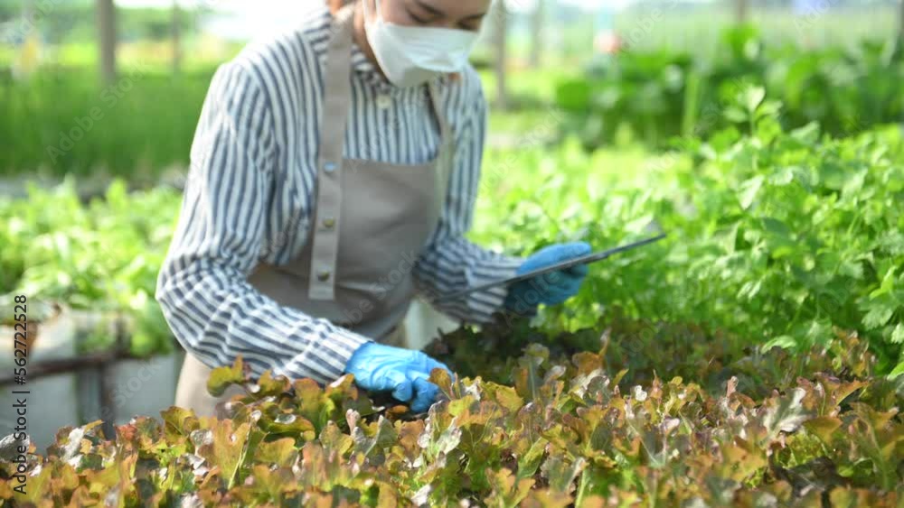 Couple of farmers inspects plants with a digital tablet In a greenhouse plantation. Smart farming .Asian farmers inspects plants with a digital tablet In a greenhouse plantation. Smart farming . Couple of farmers inspects plants with a digital tablet In a greenhouse plantation. Smart farming .Asian farmers inspects plants with a digital tablet In a greenhouse plantation. Smart farming .