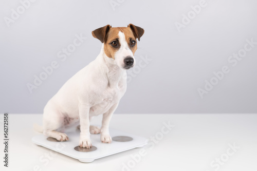 Dog jack russell terrier stands on the scales on a white background.  © Михаил Решетников