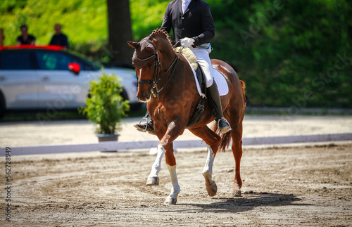 Dressage horse with rider in the dressage task gathering with front leg raised at a trot..